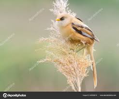 Attēlu rezultāti vaicājumam “Panurus biarmicus male”