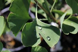 Attēlu rezultāti vaicājumam “Ginkgo biloba leaf”