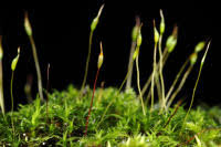 Attēlu rezultāti vaicājumam “Bryoerythrophyllum recurvirostrum sporophyte”