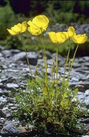 Image result for Alpenmohn