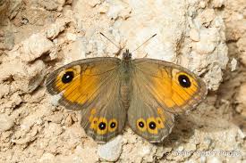 Attēlu rezultāti vaicājumam “Lasiommata maera underside”