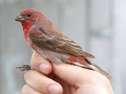 Attēlu rezultāti vaicājumam “Carpodacus erythrinus”