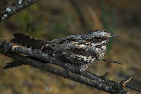 Image result for Caprimulgus ruficollis