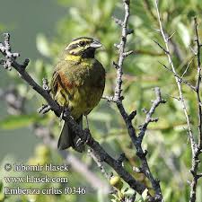 Image result for Emberiza cirlus