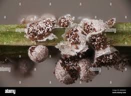 Attēlu rezultāti vaicājumam “Badhamia foliicola”