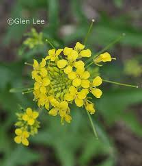 Attēlu rezultāti vaicājumam “Sisymbrium loeselii flower”