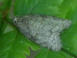 Attēlu rezultāti vaicājumam “Capua vulgana”