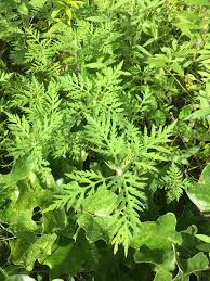 Attēlu rezultāti vaicājumam “Ambrosia artemisiifolia”