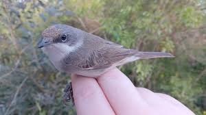 Attēlu rezultāti vaicājumam “Sylvia curruca”