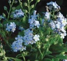 Attēlu rezultāti vaicājumam “Myosotis sylvatica”