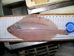 Image result for Glyptocephalus cynoglossus