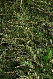 Attēlu rezultāti vaicājumam “Chamaedaphne calyculata leaf”