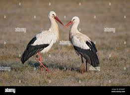 Attēlu rezultāti vaicājumam “Ciconia ciconia”