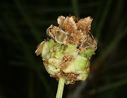 Attēlu rezultāti vaicājumam “Sanguisorba officinalis bud”