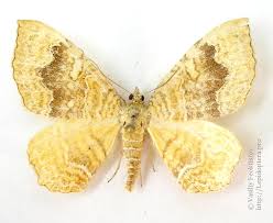 Attēlu rezultāti vaicājumam “Camptogramma bilineata”