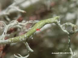 Attēlu rezultāti vaicājumam “Cladonia ciliata”