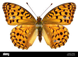 Attēlu rezultāti vaicājumam “Argynnis adippe underside”