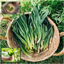 Attēlu rezultāti vaicājumam “Allium ursinum fruit”