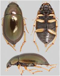 Attēlu rezultāti vaicājumam “Hydrochara caraboides”