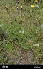 Attēlu rezultāti vaicājumam “Hypochaeris maculata leaf”