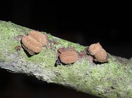 Attēlu rezultāti vaicājumam “Encoelia furfuracea”