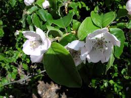 Attēlu rezultāti vaicājumam “Cydonia oblonga flower”