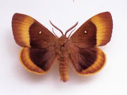 Attēlu rezultāti vaicājumam “Lasiocampa quercus imago”