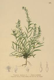 Attēlu rezultāti vaicājumam “Thesium alpinum”