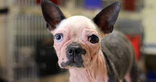 Image result for Alton Sc