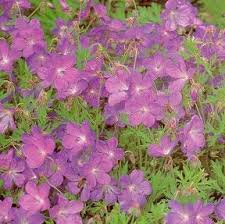Attēlu rezultāti vaicājumam “Geranium pratense”