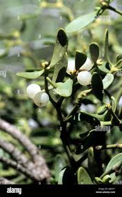 Attēlu rezultāti vaicājumam “Viscum album fruit”