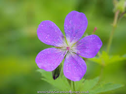 Attēlu rezultāti vaicājumam “Geranium sylvaticum flower”