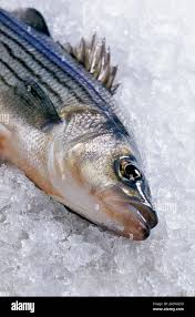 Image result for Morone chrysops