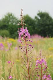 Attēlu rezultāti vaicājumam “Epilobium angustifolium flower”