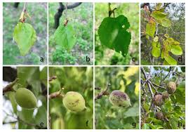 Attēlu rezultāti vaicājumam “Prunus armeniaca fruit”