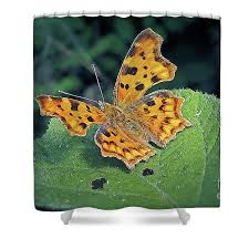 Attēlu rezultāti vaicājumam “Polygonia c-album”