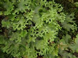 Attēlu rezultāti vaicājumam “Pellia epiphylla”