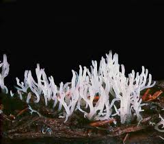 Attēlu rezultāti vaicājumam “Ramariopsis kunzei”