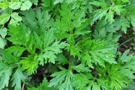 Image result for Artemisia vulgaris