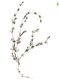 Attēlu rezultāti vaicājumam “Chara globularis”