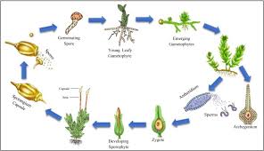 Attēlu rezultāti vaicājumam “Bryoerythrophyllum recurvirostrum sporophyte”