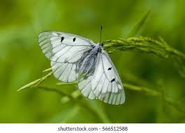 Attēlu rezultāti vaicājumam “Parnassius mnemosyne”