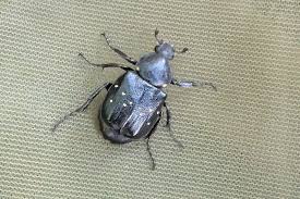 Attēlu rezultāti vaicājumam “Gnorimus variabilis”