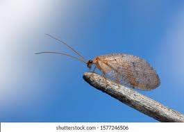 Attēlu rezultāti vaicājumam “Hemerobiidae”