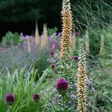 Image result for Digitalis ferruginea