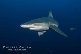 Image result for Carcharhinus galapagensis