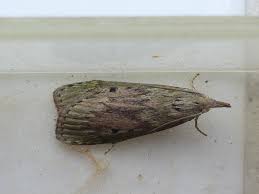 Attēlu rezultāti vaicājumam “Aphomia sociella female”