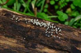 Attēlu rezultāti vaicājumam “Comatricha nigra”