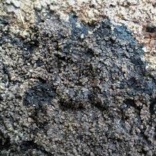 Attēlu rezultāti vaicājumam “Parmeliella triptophylla”