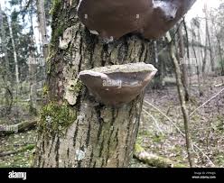 Attēlu rezultāti vaicājumam “Phellinus alni”